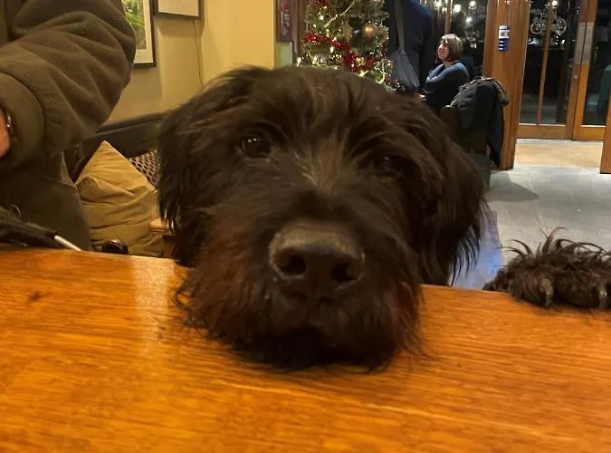 Oak Tree Mini-hôtel 5*